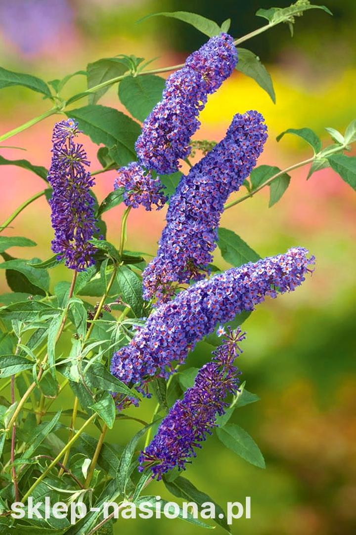 Warunki glebowe dla budleji