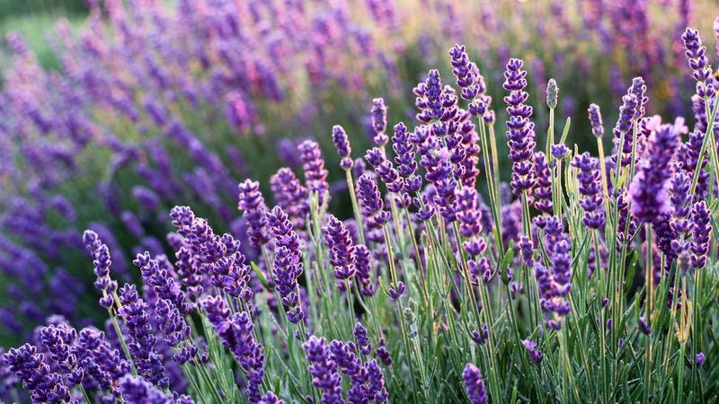 Warunki glebowe lawendy
