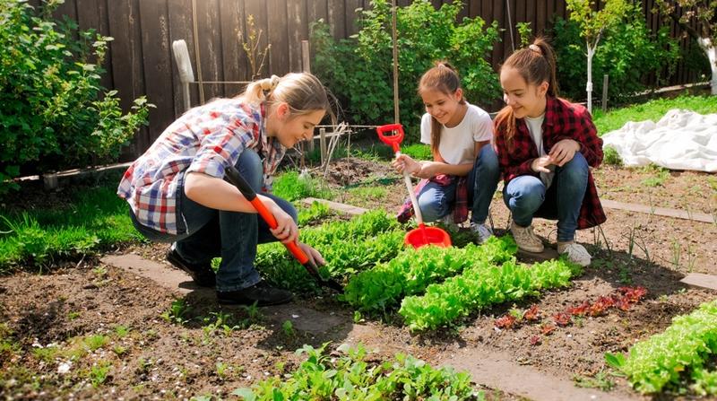 Zakładanie ogródka warzywnego