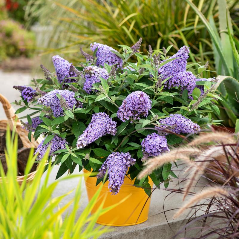 Jak i kiedy sadzić budleję trójkolorową, by zachwycała swoim pięknem?