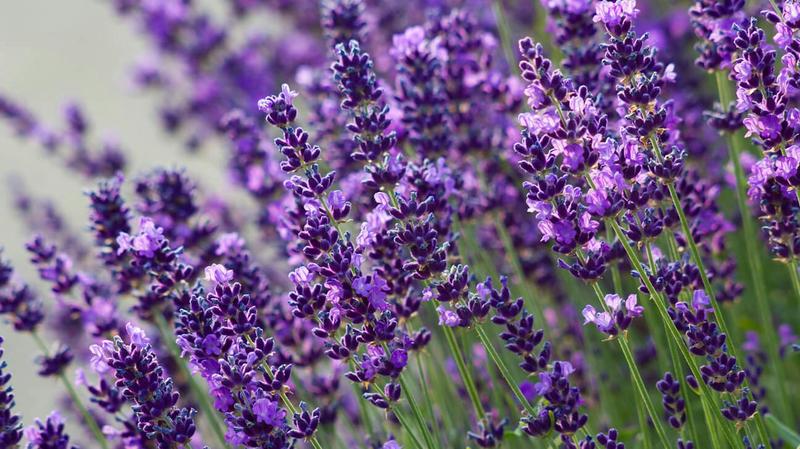 Jak i kiedy sadzić lawendę? Praktyczne porady dla początkujących ogrodników