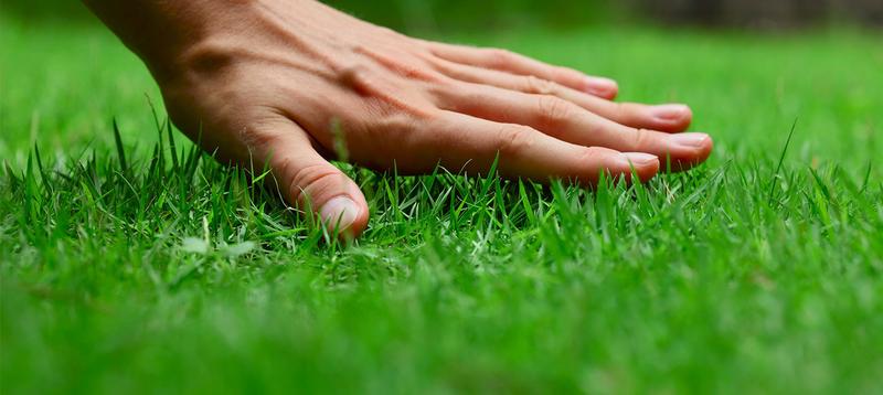 Jak zadbać o piękny trawnnik? Pielęgnacja trawnika – poradnik krok po kroku