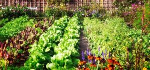 Jak założyć wymarzony ogródek warzywny – praktyczny poradnik ogrodnika