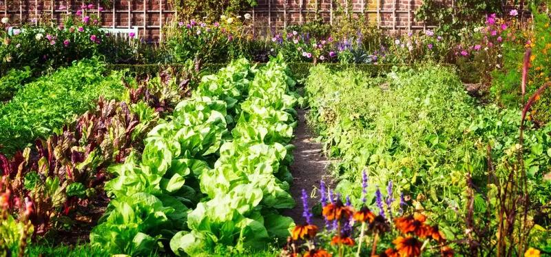 Jak założyć wymarzony ogródek warzywny – praktyczny poradnik ogrodnika