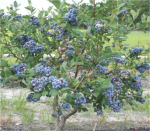 Kiedy i jak sadzić borówkę amerykańską? Praktyczny przewodnik dla ogrodników