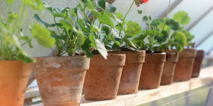 Bezpieczne zimowanie pelargonii