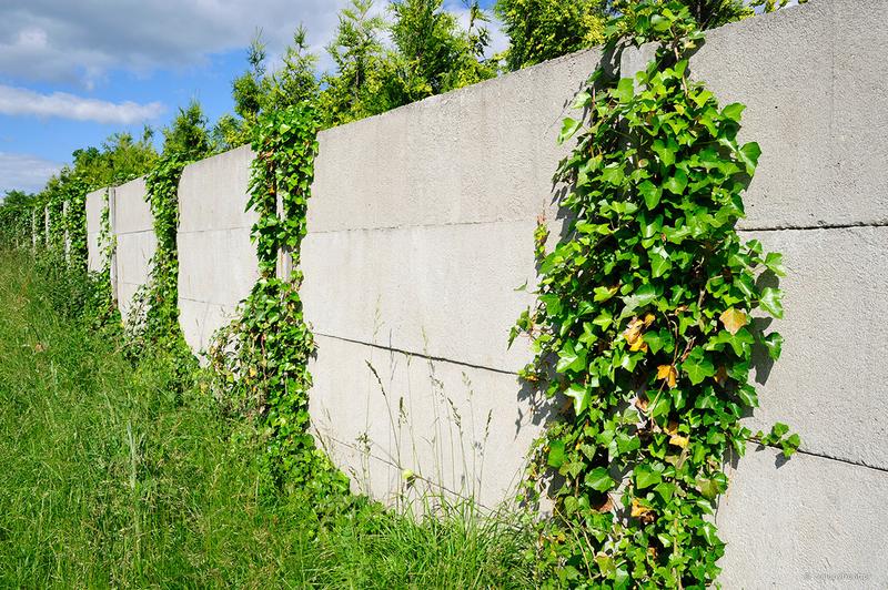 Bluszcz przy płocie