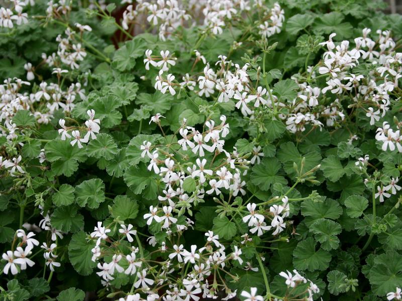 Narzędzia do pielęgnacji geranium