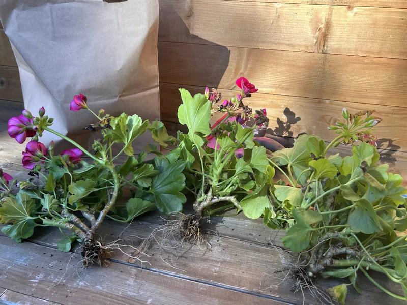 Ochrona pelargonii przed mrozem i wilgocią