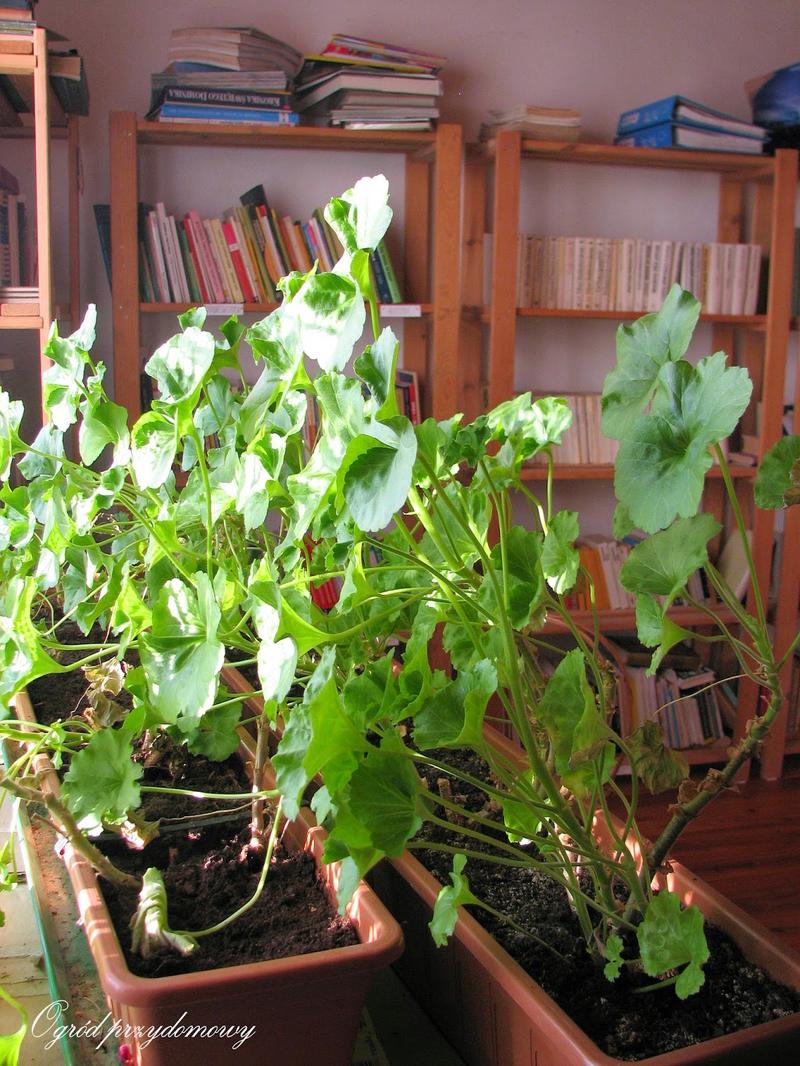 Optymalne warunki przechowywania pelargonii zimą