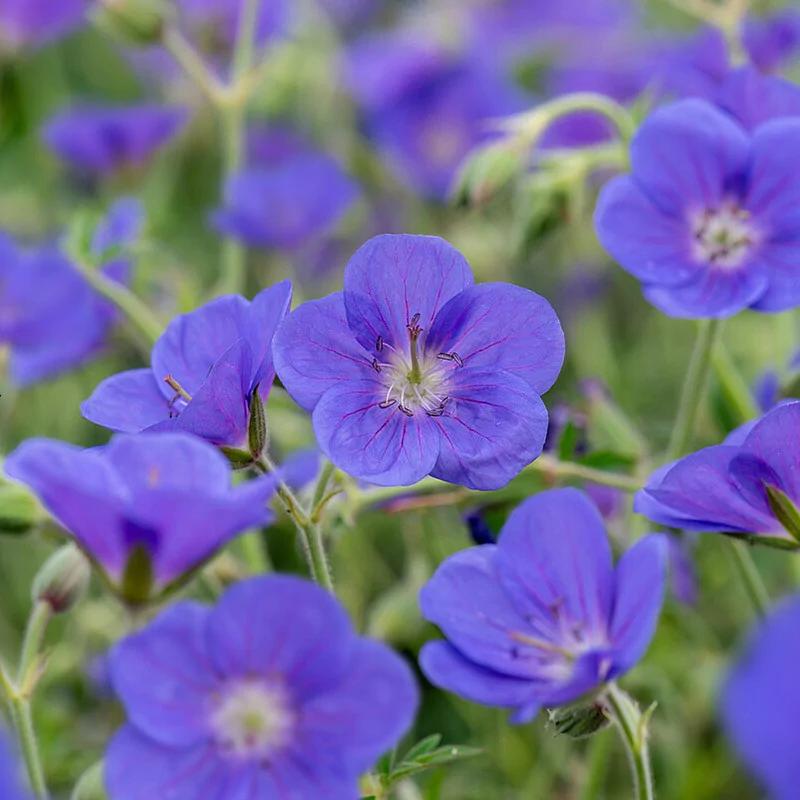 Praktyczny poradnik przycinania geranium