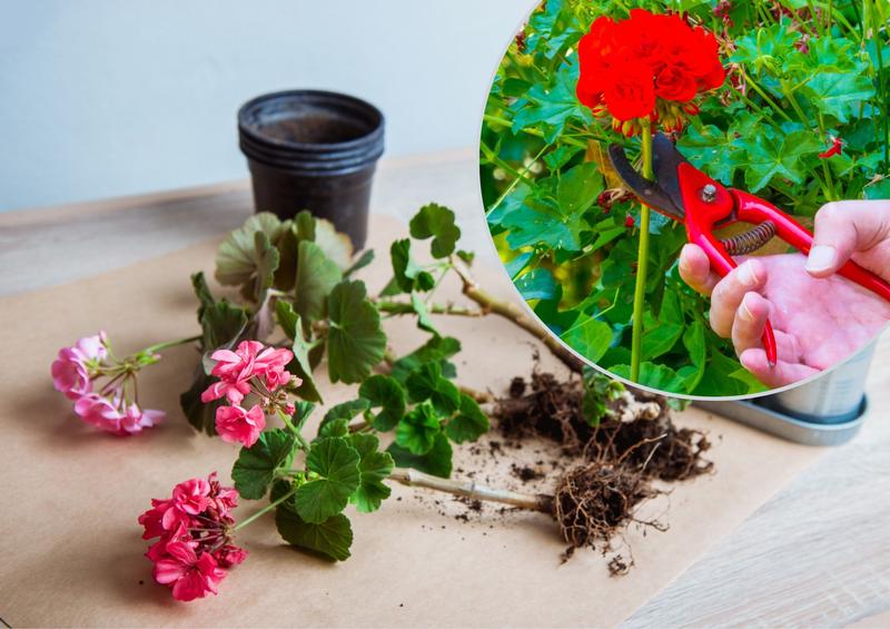 Przygotowanie pelargonii do zimy