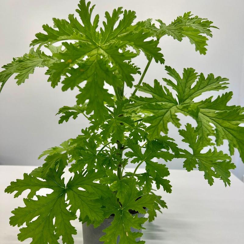 Techniki przycinania dla obfitego kwitnienia