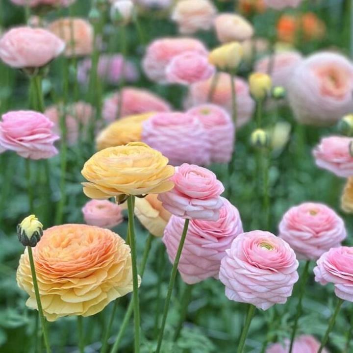 Warunki uprawy jaskrów