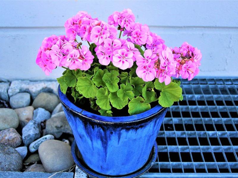 Bezpieczne zimowanie pelargonii – sprawdzone sposoby, jak przezimować te piękne kwiaty