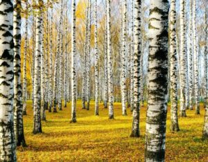 Brzozy w ogrodzie: jak i kiedy je sadzić, aby osiągnąć najlepsze efekty?
