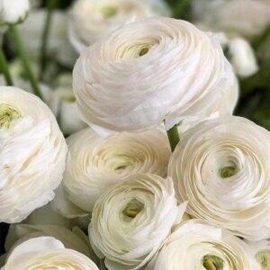 Jak i kiedy sadzić jaskry? Kompleksowy poradnik dla każdego ogrodnika