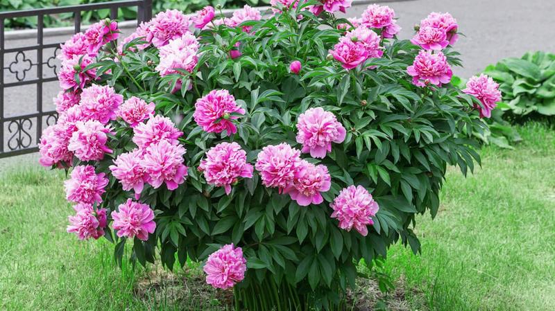 Kiedy i jak przycinać piwonie? Praktyczny poradnik na jesień i zimę