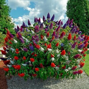 Kiedy i jak sadzić budleję Dawida, aby cieszyć się jej pięknem przez całe lato?