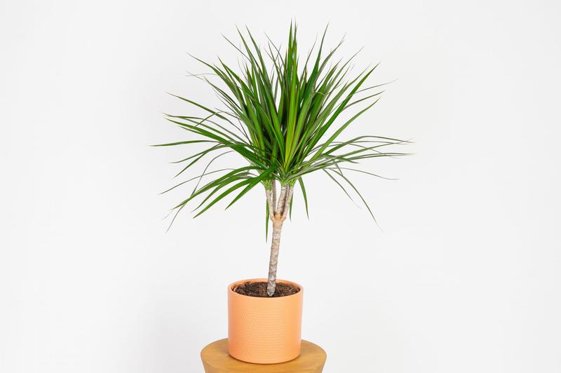 Praktyczny poradnik: Jak i kiedy przycinać dracenę, aby wyglądała zdrowo i pięknie