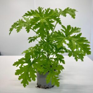 Praktyczny poradnik: Jak skutecznie przycinać geranium, aby cieszyć się ich pięknem przez cały sezon