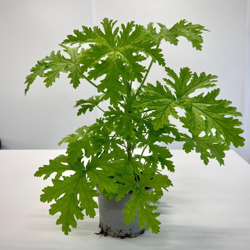 Praktyczny poradnik: Jak skutecznie przycinać geranium, aby cieszyć się ich pięknem przez cały sezon