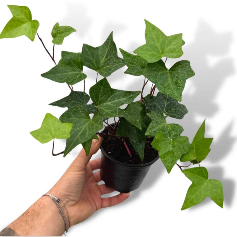 Sposoby na łatwe rozmnożenie bluszczu – przydatne porady dla każdego miłośnika roślin