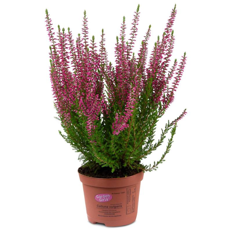 Optymalne warunki glebowe wrzosów