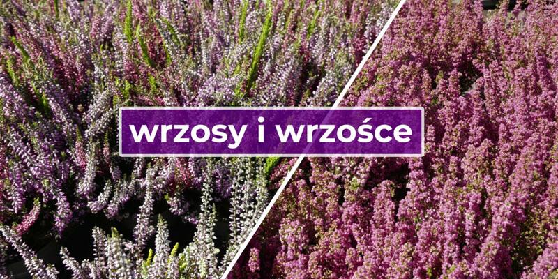 Przygotowanie podłoża pod wrzosy