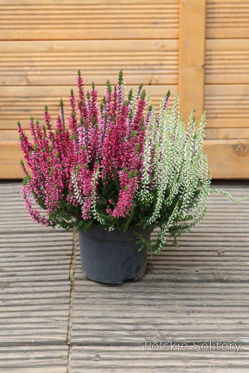 Sadzenie wrzosów krok po kroku