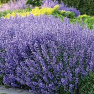 Jak przygotować kocimiętkę na zimę? Sprawdzone porady dla ogrodników