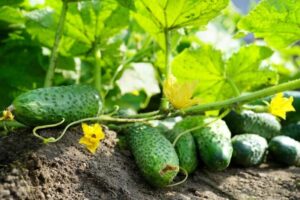 Kiedy i jak sadzić ogórki gruntowe? Praktyczny poradnik dla każdego ogrodnika