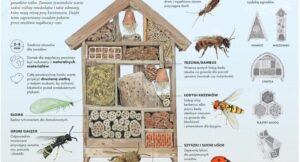 Odkryj magię przyrody dzięki hotelowi dla owadów