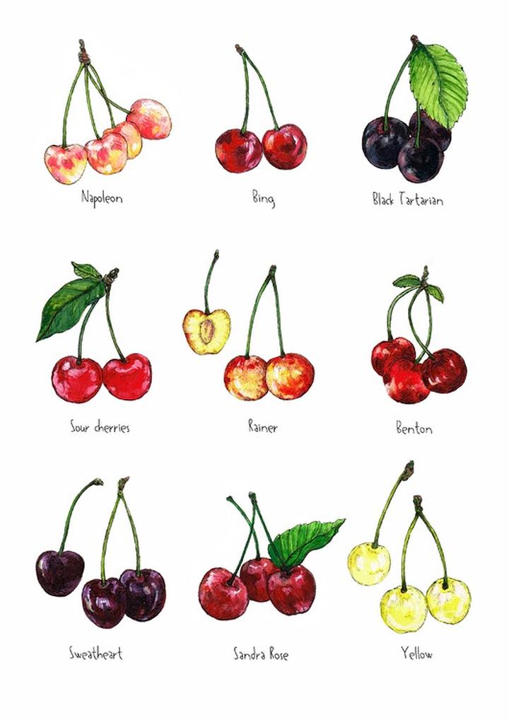 Kiedy przycinać czereśnie