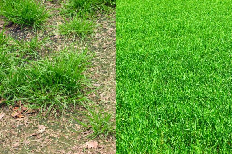 Najlepsze mieszanki trawnikowe