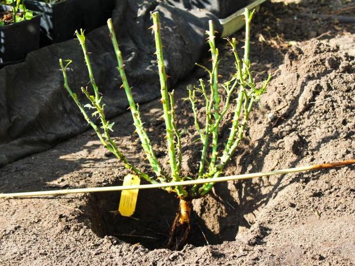 Odmiany róż do ogrodu