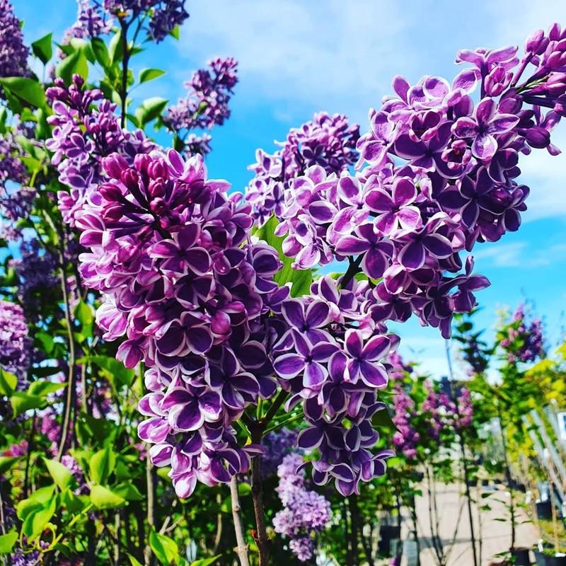 Optymalne terminy sadzenia lilaka