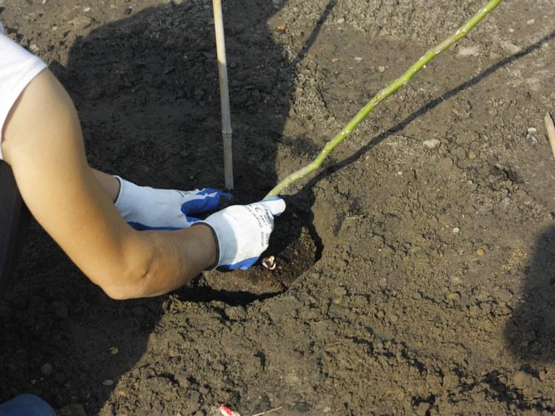 Pielęgnacja sadzonek róż