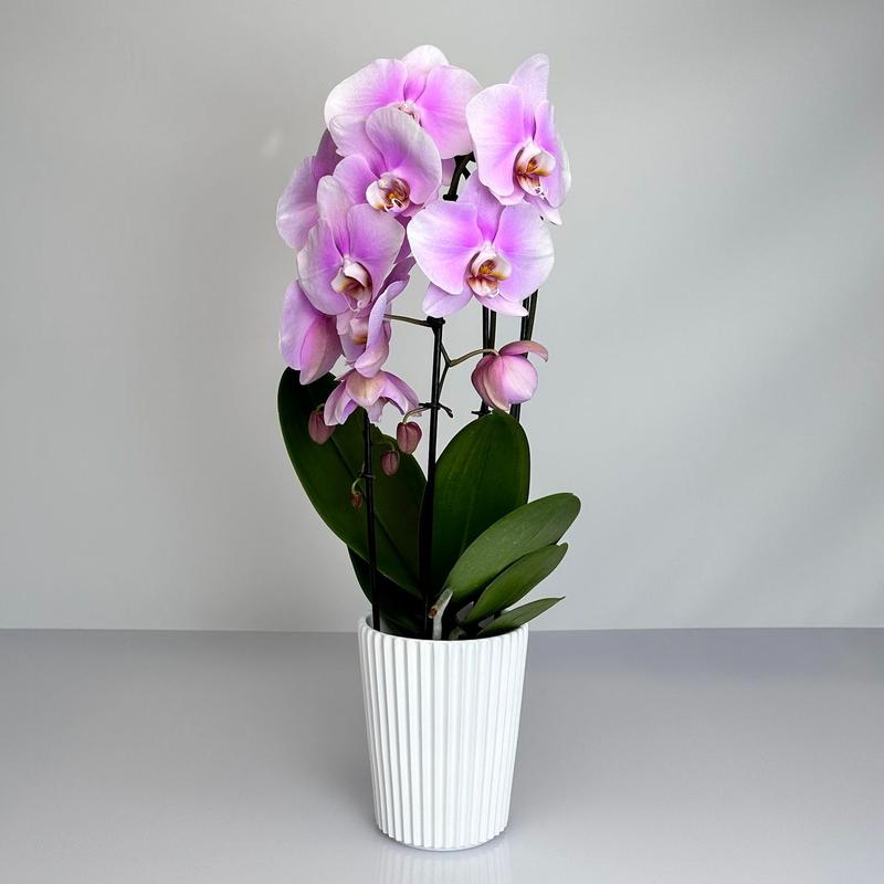 Pielęgnacja storczyków