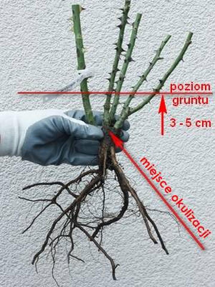 Przygotowanie gleby pod róże