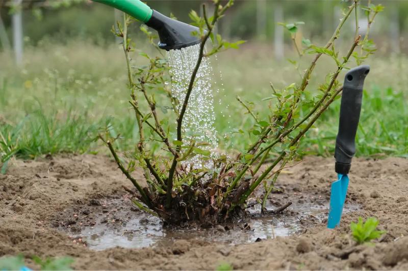 Sadzenie róż w różnych porach roku