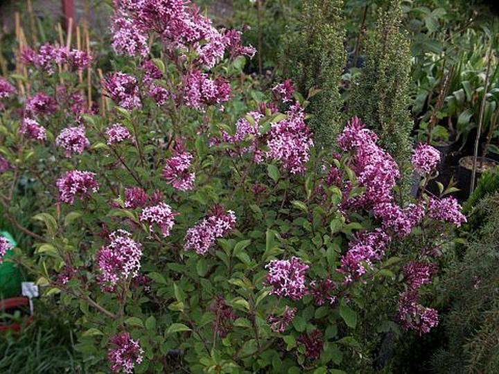 Stanowisko i gleba dla lilaka