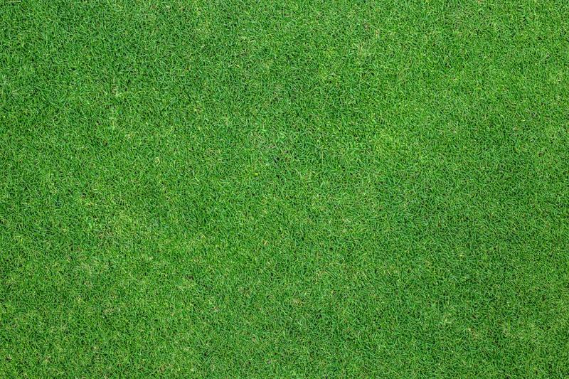 Wybór nasion na trawnik