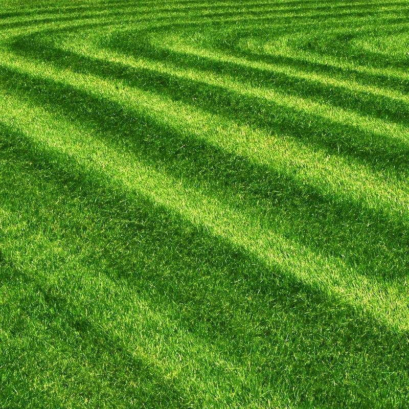 Zakładanie trawnika krok po kroku