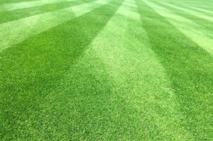 Jak i kiedy zakładać trawnik? Przewodnik krok po kroku dla pięknego ogrodu