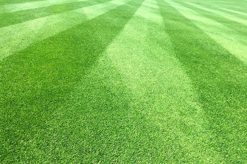 Jak i kiedy zakładać trawnik? Przewodnik krok po kroku dla pięknego ogrodu