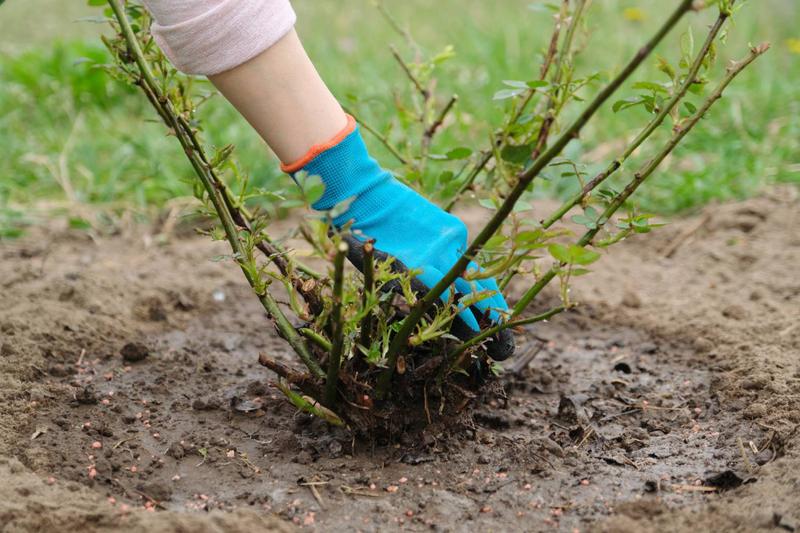 Jak sadzić róże krok po kroku – poradnik dla miłośników ogrodów