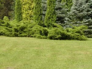 Kiedy i jak przycinać jałowiec? Praktyczny poradnik na temat cięcia tej rośliny