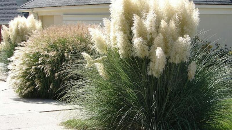 Kiedy i jak przycinać trawy ozdobne, aby twój ogród zachwycał?