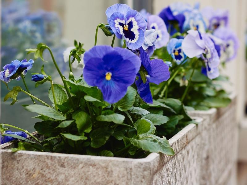 Kiedy i jak sadzić bratki na balkonie – porady dotyczące doniczek i gruntu